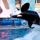 Millions of Americans say they are “100 percent in SeaWorld’s corner again” after watching orca Kayla perform a “completely sick” backflip.